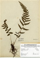 藏品(毛果鱗蓋蕨)的圖片